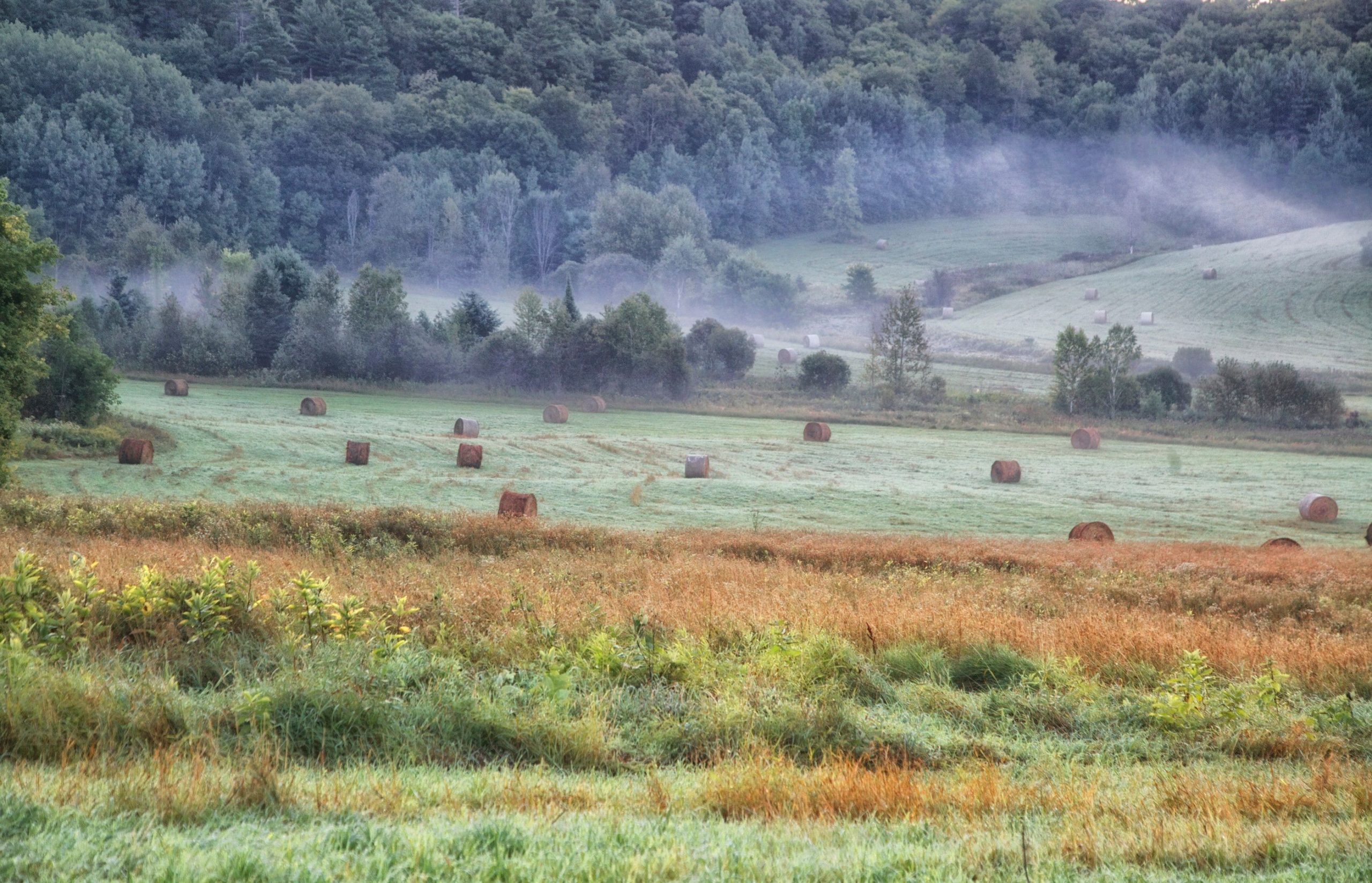 Mist at Farm